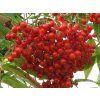 Jeřáb 'Dodong' - kontejner  Sorbus aucuparia 'Dodong'