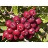 Jeřáb 'Titan' - kontejner  Sorbus aucuparia 'Titan'