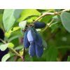 124676 1 124676 1 124676 1 lonicera kamtschatica leningradskij velikan
