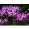 Monarda Blue Moon
