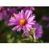 Hvězdnice křovitá 'Peter Harrison' - Aster dumosus 'Peter Harrison'  Aster dumosus 'Peter Harrison'