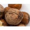 Ořešák 'Apollo' - kontejner  Juglans regia ´Apollo´