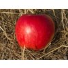 Jabloň 'Katia' - kontejner  Malus domestica 'Katia'