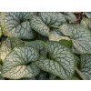 Brunnera Jack of Diamonds with Jack Frost grown next to each other 2