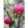 Jabloň 'Lord Lambourne Red' - kontejner  Malus domestica 'Lord Lambourne Red'