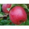 Jabloň 'Šampion Red' - kontejner  Malus domestica 'Šampion Red'