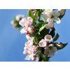 Malus domestica 'Topaz'