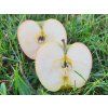 Jabloň 'Merkur' - kontejner  Malus domestica 'Merkur'