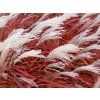 Ozdobnice ��nsk� �Lady in Red� - Miscanthus sinensis �Lady in Red� (Balen� kontejner p12)