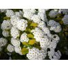 pol pl Tawula van Houttea Gold Fountain Spiraea vanhouttei 9831 1