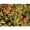 cranberry grossfruchtige moosbeere m015871 w 1