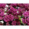 Rozchodník 'Seduction Rose Soiree' - Sedum 'Seduction Rose Soiree'  Sedum 'Seduction Rose Soiree'