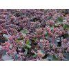 Rozchodník 'Seduction Rose Soiree' - Sedum 'Seduction Rose Soiree'  Sedum 'Seduction Rose Soiree'