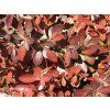 124988 1 dristal thunberguv pygruzam pygmy ruby