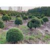 sylvestris