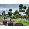 Pinus sylvestris (1)