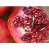 Granátové jablko 'Hermione' - kontejner  Punica granatum 'Hermione'