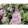 Komule Davidova 'Little Rockstars'® Pink  Buddleja davidii 'Little Rockstars'® Pink