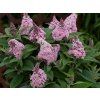 Komule Davidova 'Little Rockstars'® Pink  Buddleja davidii 'Little Rockstars'® Pink