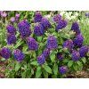 125060 komule davidova little rockstars purple