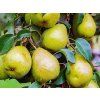 Hrušeň zakrslá 'Garden Pearl' - kontejner  Pyrus communis 'Garden Pearl'