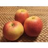 Jabloň 'James Grieve' - kontejner  Malus domestica  'James Grieve'