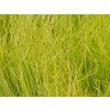 Kostřava sivá 'AmiGold' - Festuca glauca 'AmiGold'  Festuca glauca 'AmiGold'