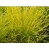 Kostřava sivá 'AmiGold' - Festuca glauca 'AmiGold'  Festuca glauca 'AmiGold'