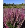 Calluna vulgaris Dunja (1)
