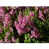 Vřes obecný 'Dunja'  Calluna vulgaris 'Dunja'