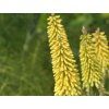 Mnohokvět 'Green Jade' - Kniphofia 'Green Jade'  Kniphofia 'Green Jade'