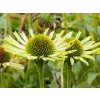 Echinacea Green Jewel (1)
