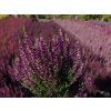 Calluna vulgaris Linda (2)