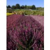 Calluna vulgaris Linda (3)