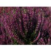 Calluna vulgaris Linda (4)