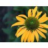 125312 trapatka nachova lakota yellow echinacea purpurea lakota yellow