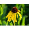 Echinacea paradoxa (2)