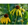 Echinacea paradoxa (1)