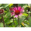 Třapatka nachová 'Fatal Atraction' - Echinacea purpurea 'Fatal Atraction'  Echinacea purpurea 'Fatal Atraction'