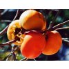 Kaki 'Chioccolatino' - kontejner  Diospyros kaki 'Chioccolatino'