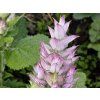 125424 1 salvia sclarea