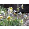 Pulsatilla albana var. lutea scaled 1800x0 c default