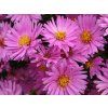 486 Aster 20dumosus 20Rosenwichtel Kissen Aster 1