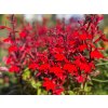 Lobelka 'Fan Starship' - Lobelia 'Fan Starship'  Lobelia 'Fan Starship'