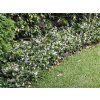 Trachelospermum Tricolor 3