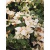 Trachelospermum Tricolor2