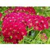 Řebříček obecný 'Tutti Frutti  Pomegranate' - Achillea millefolium 'Tutti Frutti  Pomegranate'  Achillea millefolium 'Tutti Frutti Pomegranate'