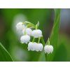 125652 1 convallaria majalis hardwick hall bc nursery 11 5 22 3a050c783d