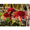 Echinacea Carrot Cake (1)
