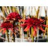 Echinacea Carrot Cake (2)